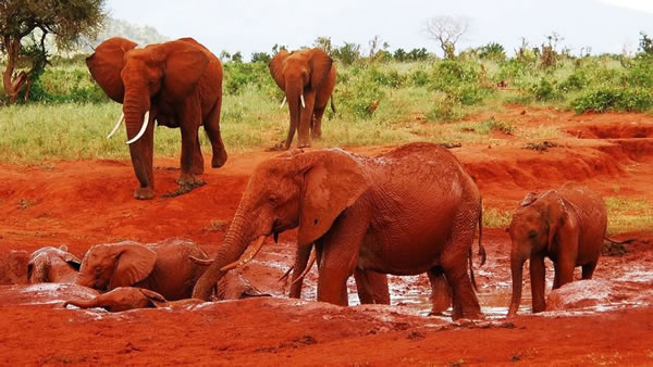 1 Day Tsavo East National Park